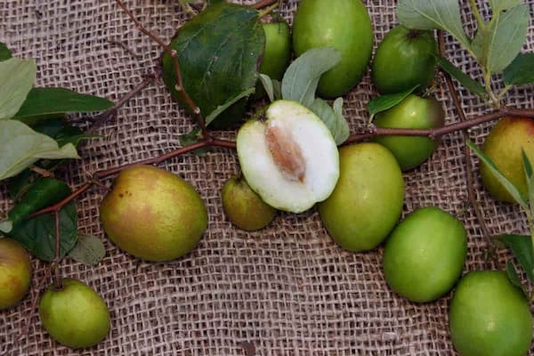 تصویر 4 از قیمت خرید میوه عناب سبز با فروش عمده